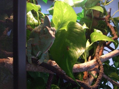 Clea 4-18-10 005.jpg