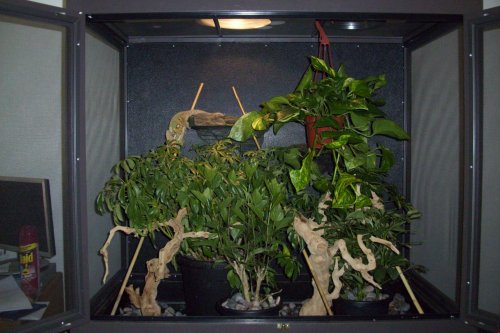 urkel cage 4.18.10.jpg