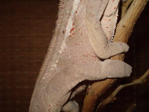 Right ankle 4-19-10.jpg