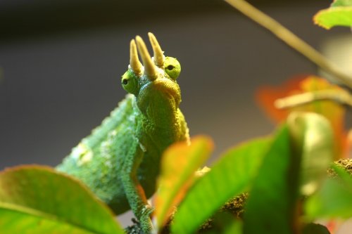 IMG_3335.jpg