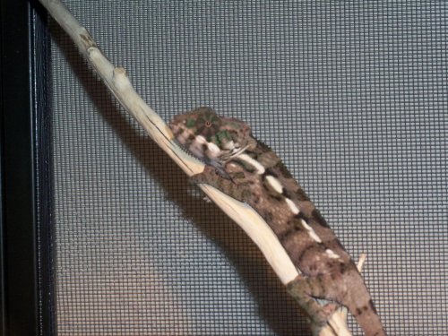 100_0544.jpg