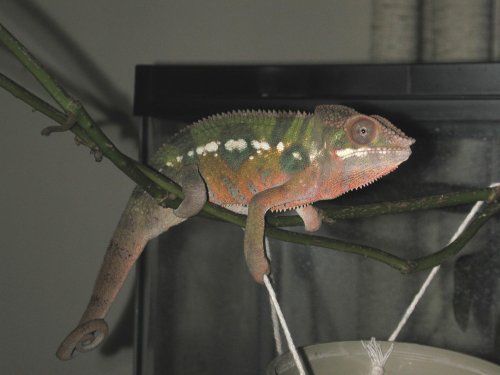 Thaxter Feb by dish.jpg