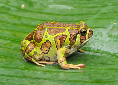 Frosch1.jpg