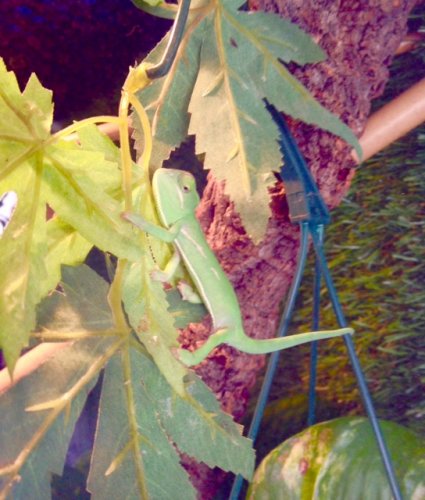 FullSizeRender (5).jpg