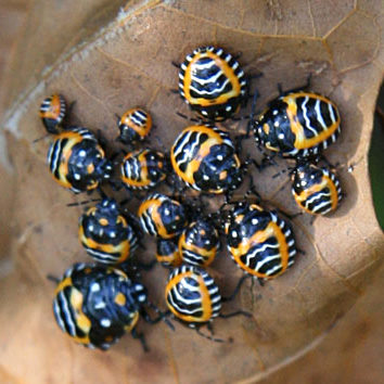 harlequins bugs.jpg harlequins bugs.jpg