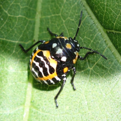 harlequin bug.jpg harlequin bug.jpg