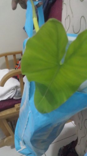 20161031_195435[1].jpg