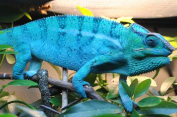 Mortimer - my Nosy Be Chams Sire.jpg