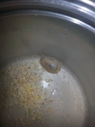 albino dubia chameleon forums