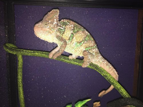 King of his Castle 2.jpg