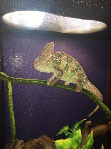 King of his Castle.jpg