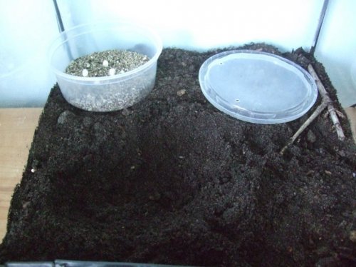 Luna eggs 4-24-10 001.jpg