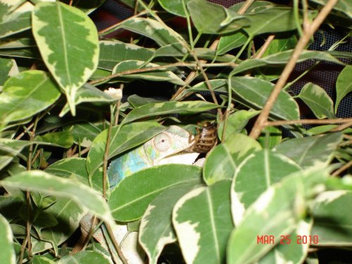 picasso eating at month 5.jpg