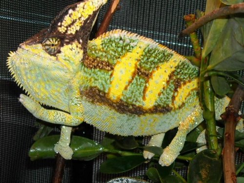 FL Chams HY WC Male.jpg