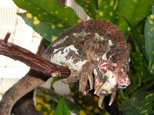 WC Red Phase Male Werners.jpg