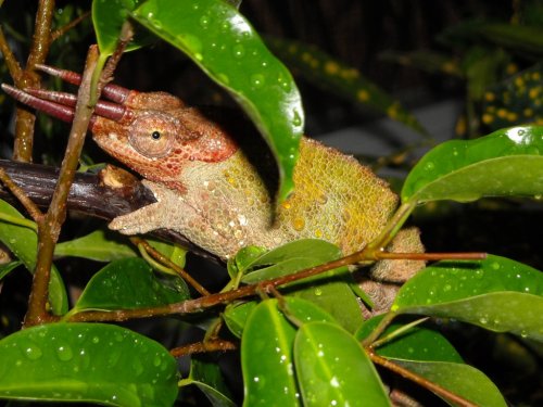 Long Horned Male Werners.jpg