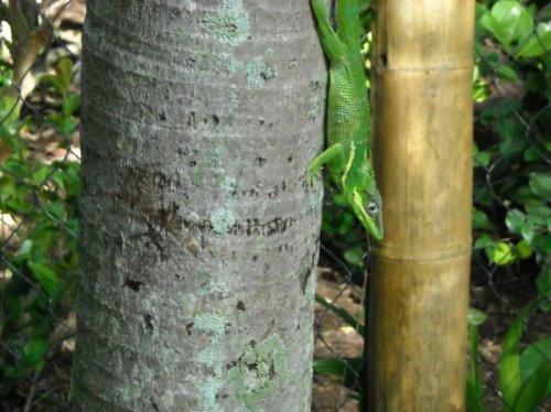 K Anole zoo.jpg