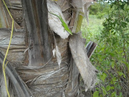 cuban green anole grass key.jpg