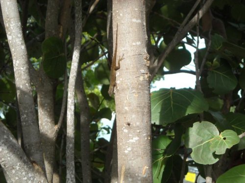 bark anole b h key.jpg