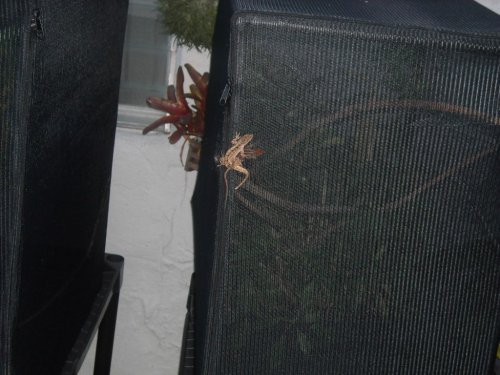 brown anoles mate.jpg