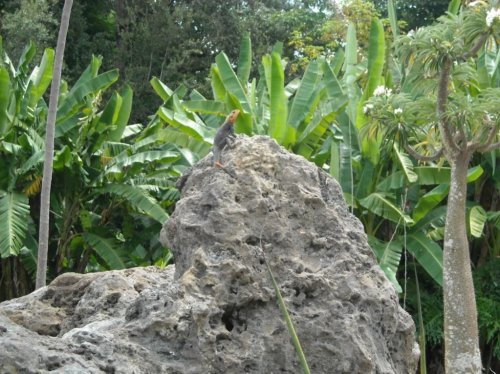 R HeadMale ag. Pachy.jpg