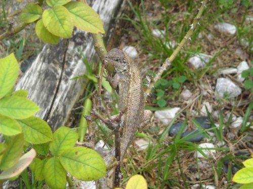 female N curly tail.jpg