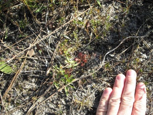 sundew 1.jpg