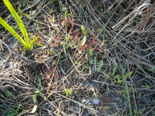 sundew 2.jpg