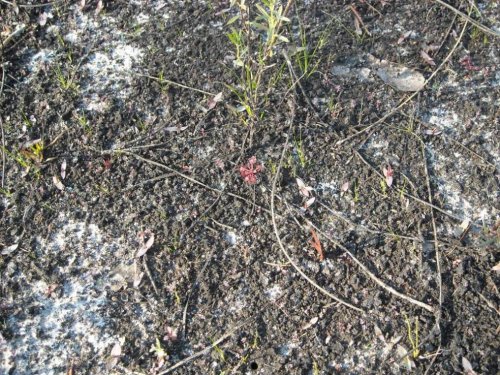 sundew 3.jpg
