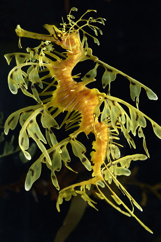 monterey20bay20leafy_sea_dragon.jpg