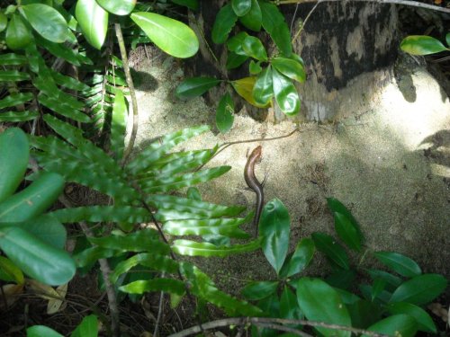 female lined skink.jpg