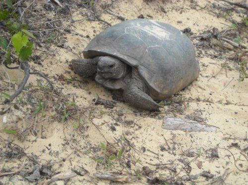 gopher tort 1.jpg