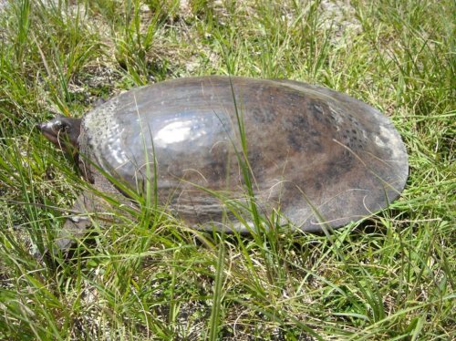 Soft Shelled Turtle.jpg
