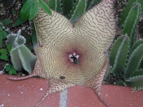 stapelia flys1.jpg