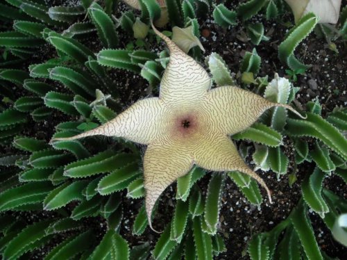 stapelia 2.jpg