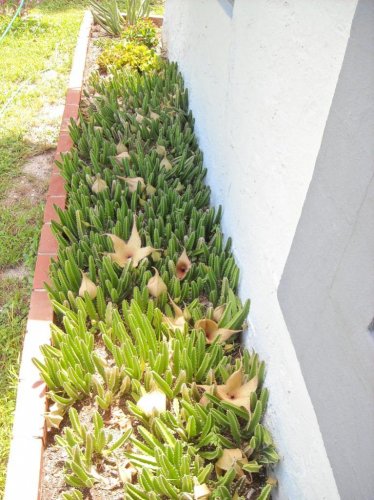 stapelia 3.jpg