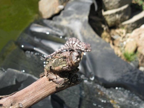 Mr.Ambanja  male.jpg