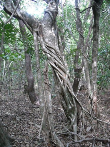 tree trunk 1.jpg