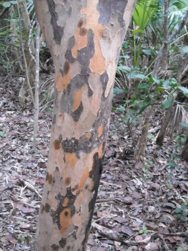 tree trunk 2.jpg