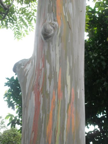 tree trunk 3.jpg