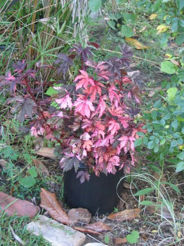 hibiscus_acetosella_haight_ashbury.jpg