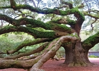 huge tree_320x240.jpg