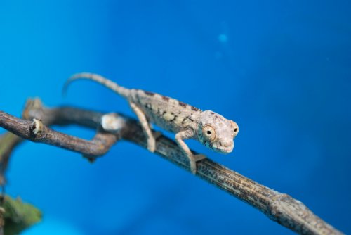 DSC_0268.jpg