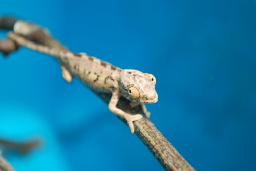 DSC_0251.jpg