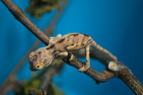 DSC_0252.jpg