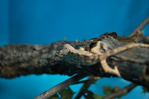 DSC_0253.jpg