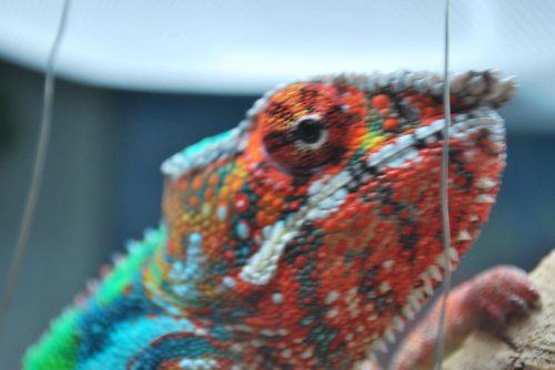 DSC_0283.jpg