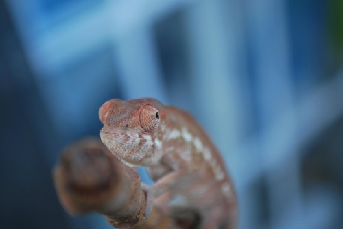 DSC_0278.jpg