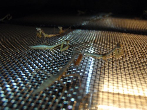 mantis and little justin 014.jpg