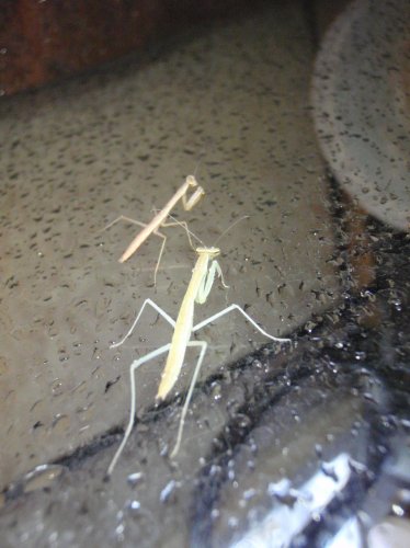 mantis and little justin 023.jpg